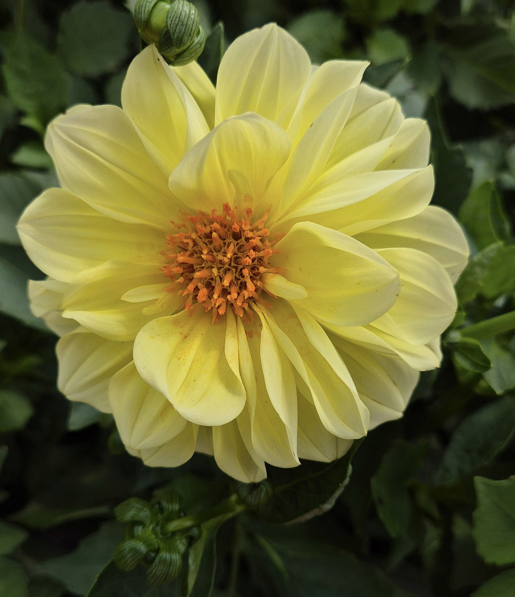 Yellow Dahlia flower